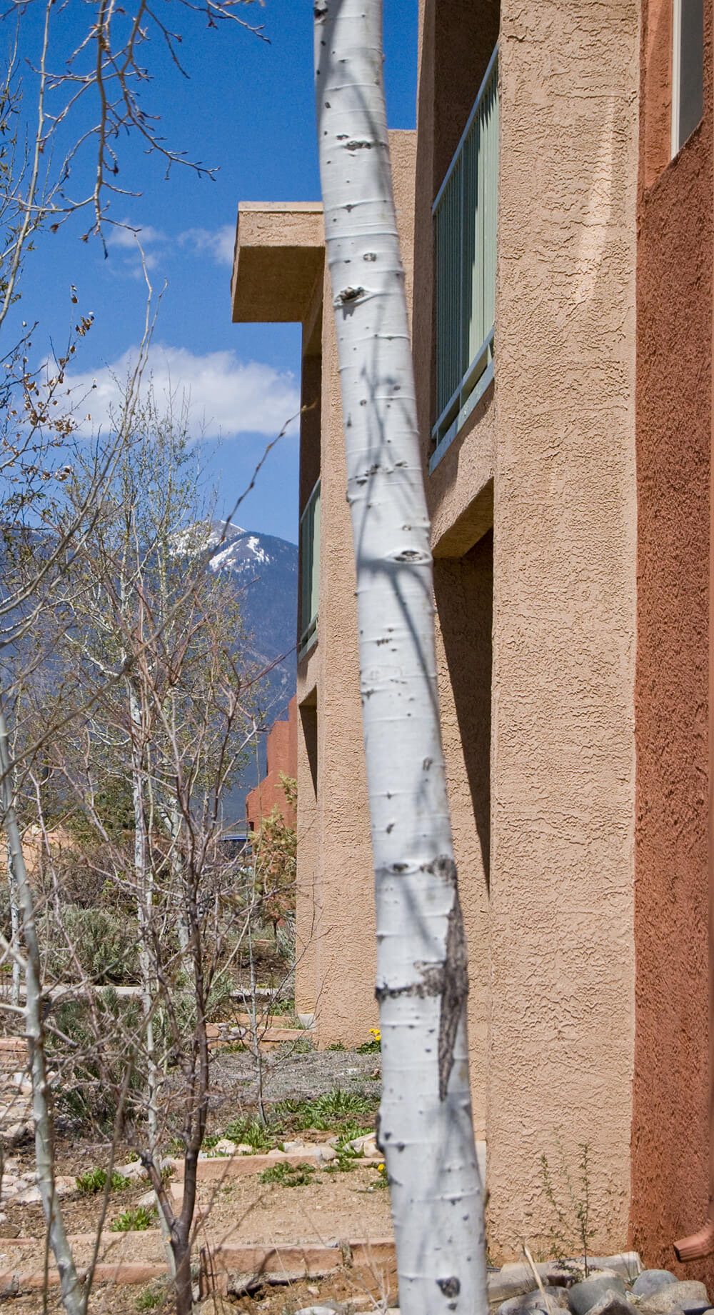 Aspen trunk in front of a balcony at Tierra Montosa with the mountain in the distance
